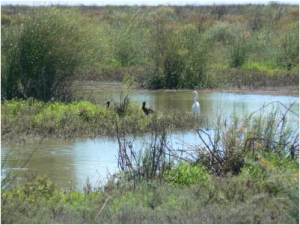 Glossy ibis and egrets at Merrowie Creek (3/11/11)