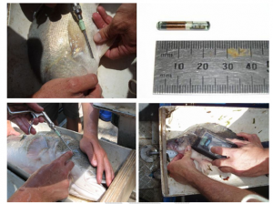 Figure 2 The process of PIT tagging native fish (Image: Fisheries NSW).