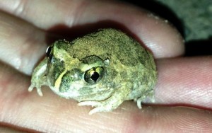 Juvenile Sudell's Frog recorded at Middle and Billabong creeks by Carmen Amos (Image: Carmen Amos, Charles Sturt University, November 2012)