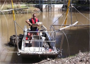 Figure 3 Fisheries NSW technician, Nathan Reynoldson holding a Murray Cod in the electrofishing punt, after collecting PIT data and tagging fish at Island Creek fishway (Image: Fisheries NSW).