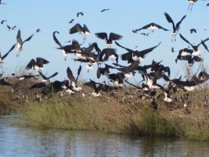 Ibis breeding in Lignum on 'Booligal Station' in 2010  (Image: Lisa Thurtell, OEH, 2010)