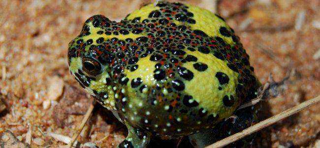 Response of Frogs to Environmental Factors in the Lachlan Catchment