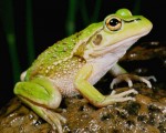 Southern Bell Frog (Litoria raniformis) re-discovered in the lower Lachlan
