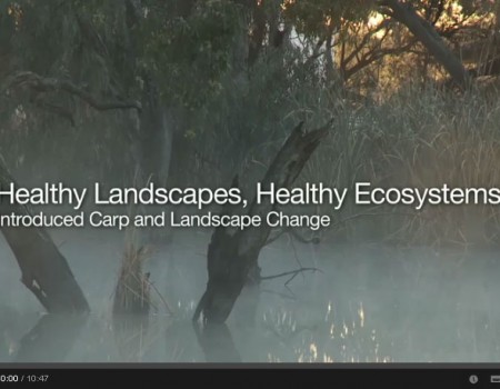 Introduced Carp and Landscape Change video